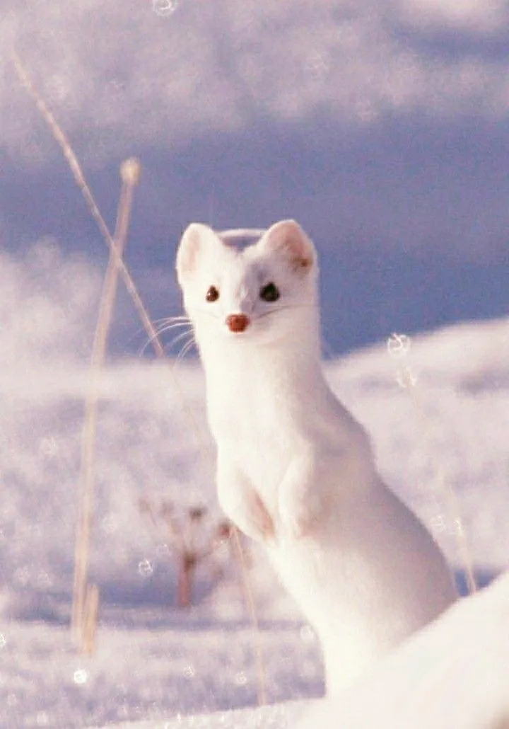 stoat preview